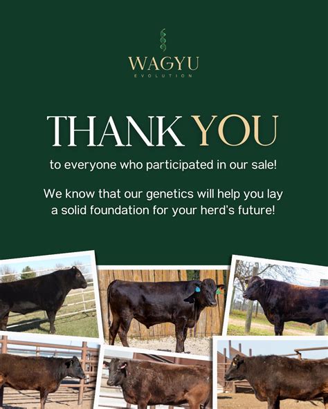wagyu evolution  heartfelt