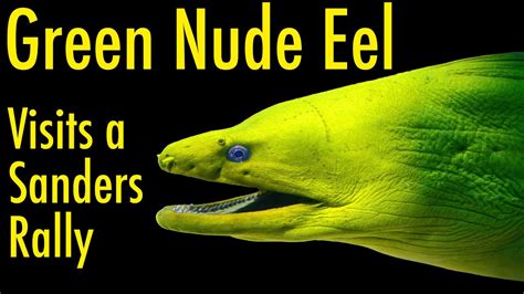 Green Nude Eel Visits A Sanders Rally YouTube