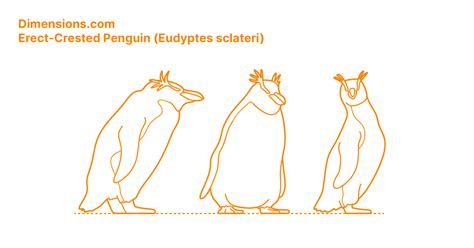 Erect Crested Penguin Eudyptes Sclateri Dimensions Drawings