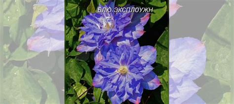 Саженцы клематиса купить в Москве | Товары для дома и дачи | Авито