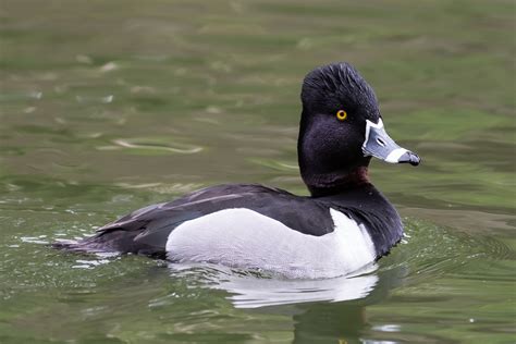 Ringneck Duck Habitat