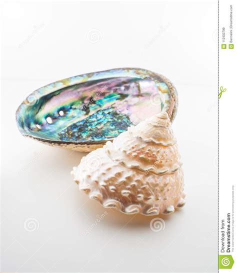 Beautiful Tropical Sea Shells Haliotis Discus Abalone And Pearl Stock