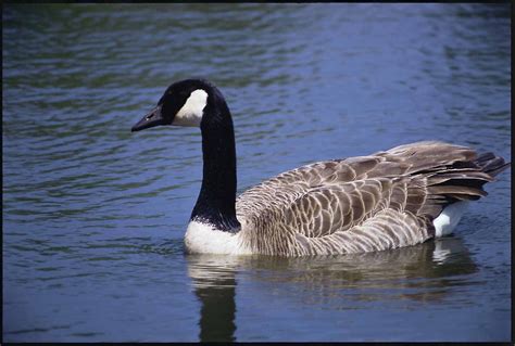 goose  stock photo  canada goose  water