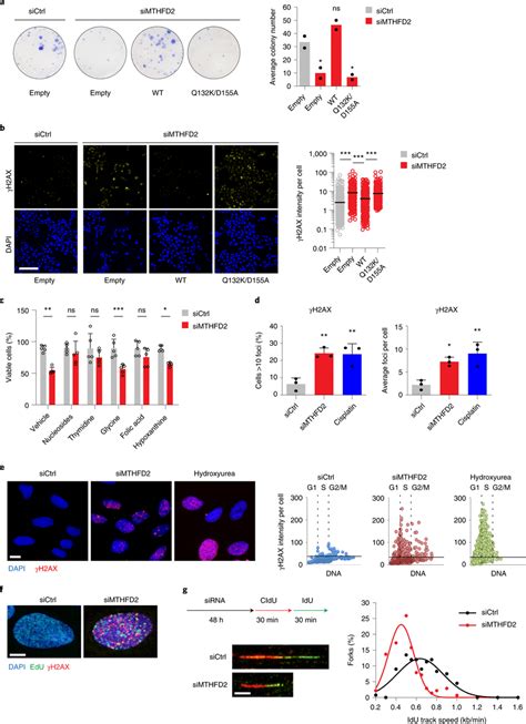 Mthfd Supports Cancer Cell Survival Through Dna Replication A Colony