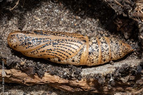Hawk Moth Pupa Detail In Natural Earth Setting Morphing From