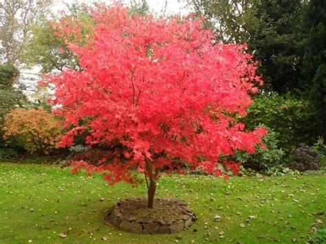 10 árboles Para Jardines Pequeños La Jardinoteca