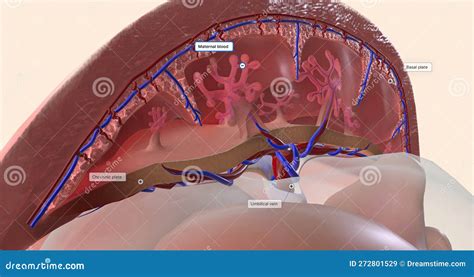 anatomy  internal organs  pregnancy  kai deacon blog
