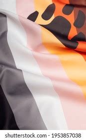 Gay Pride Flag Bear Bear Paw Stock Photo Shutterstock
