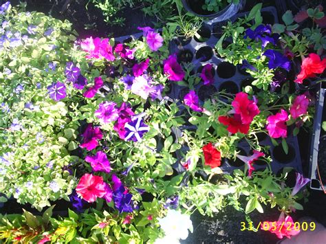 Выращивание рассады петунии в условиях фермерского хозяйства ...