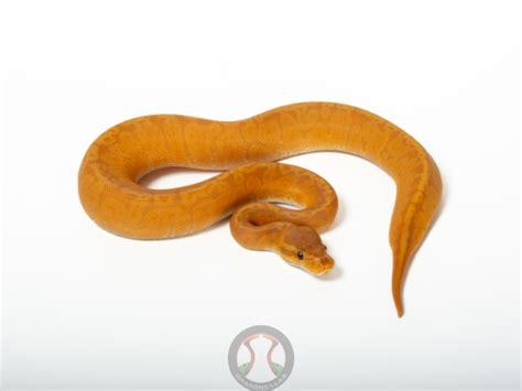 sunset ultramel ball python  dragons llab