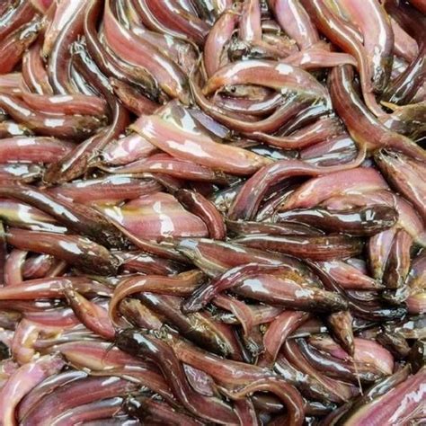 Singhi Fish Seed At Piece Fish Seeds In Pune Id