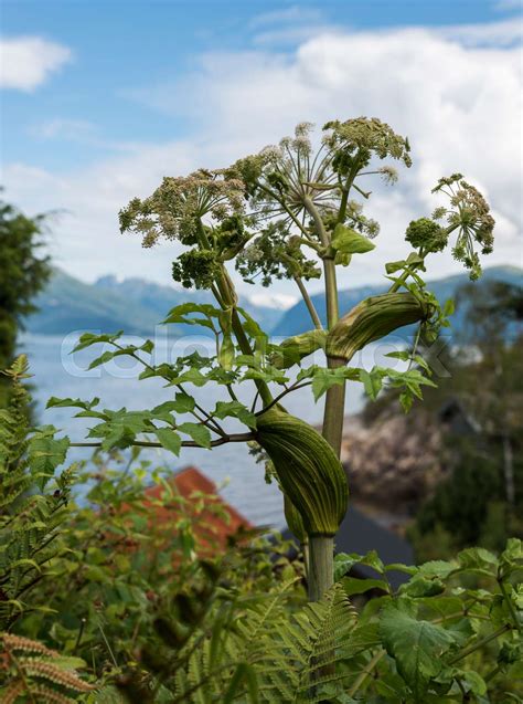 Heracleum Sphondylium Stock Image Colourbox