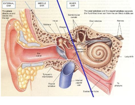 3 Auditory And Vestibular Sysmicro Flashcards Quizlet