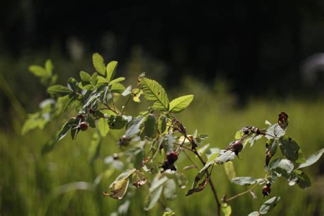 Rosa woodsii / Woods' Rose - Hima Nursery