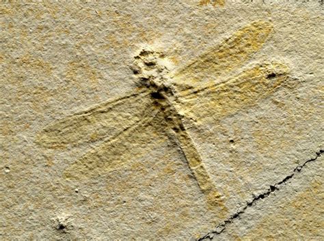 Solnhofen Fossils