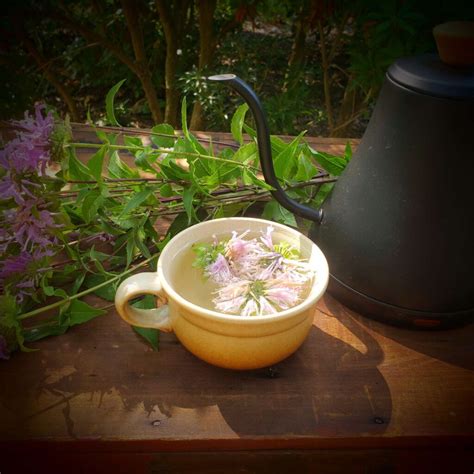 Create A Healing Tea Garden: 41 Best Herbs - The Outdoor Apothecary
