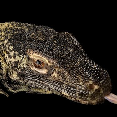 Komodo dragon, facts and photos