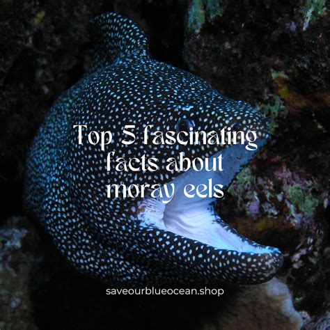 Top 5 fascinating facts about moray eels