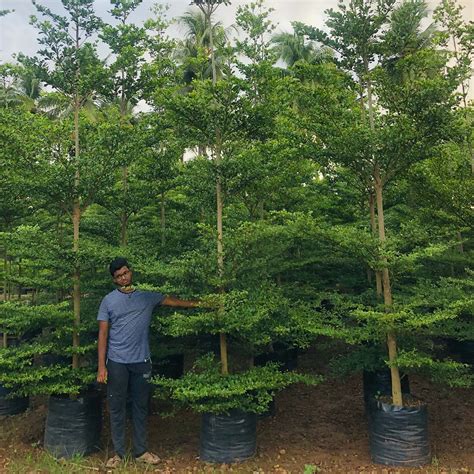 Terminalia Mantaly Green Gowthami Nursery