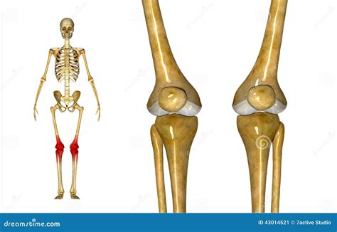 膝盖关节 库存例证 插画 包括有 股骨 膝盖 女性 概要 骨骼 爱好健美者 人力 骨头的 43014521