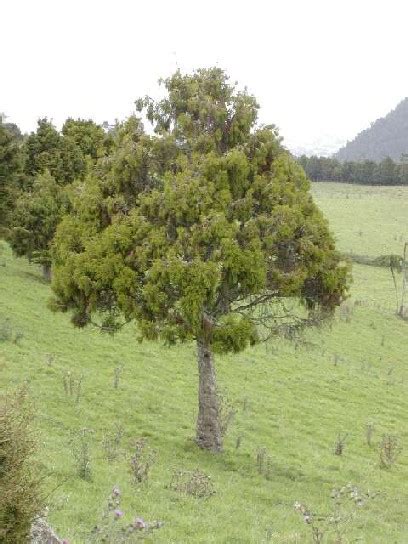 Дакридиум Dacrydium nidulum