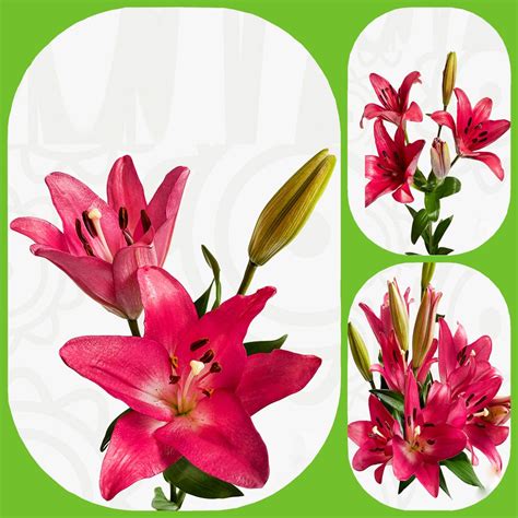 Hot Pink Asiatic Lilies Aisha Flowers
