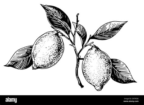 Hand Drawn Ink Sketch Vector Illustration Of Lemon Citrus In Engraving Style Vector