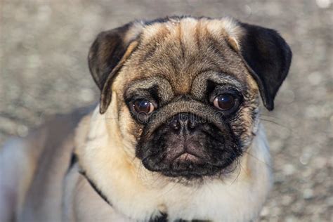 Portrait Of Beautiful Male Pug Puppy Dog Stock Image Image Of Young