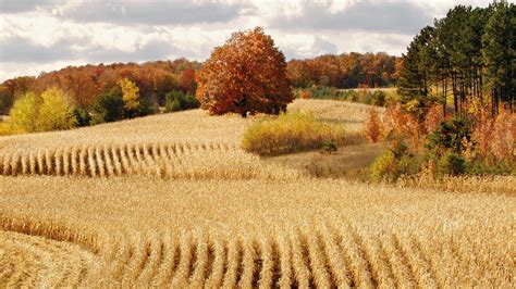 Harvest Computer Wallpapers On Wallpaperdog