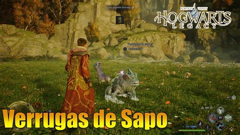 Hogwarts Legacy Donde Encontrar Al Sapo Gigante Morado Y Verrugas De