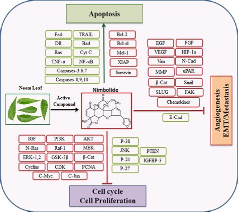 The Key Molecular Targets Of Nimbolide In Inhibition Of Cell