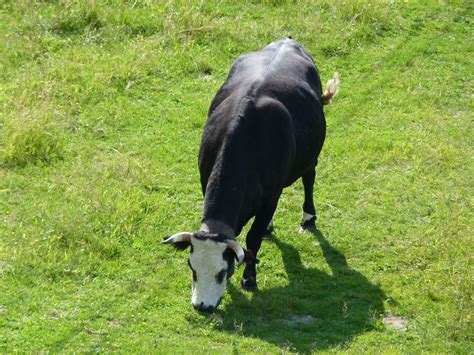 gambar alam tanah pertanian padang rumput penggembalaan domba
