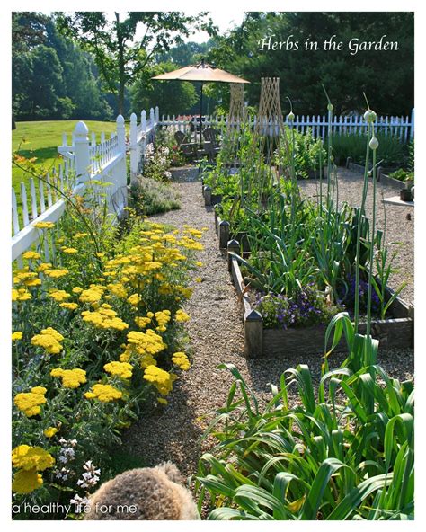 Growing Herbs For Your Health - A Healthy Life For Me