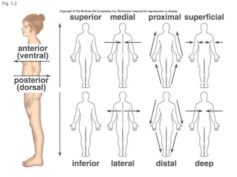 anatomical directions medial lateral | Thebody as a whole: The big unit | Anatomy and physiology ...