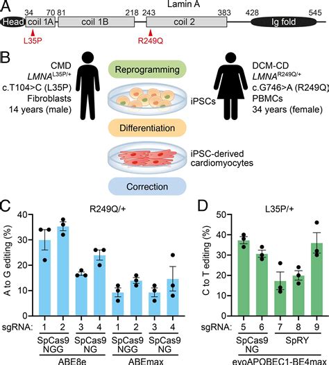 Precise Gene Editing Of Pathogenic Lamin A Mutations Corrects Cardiac