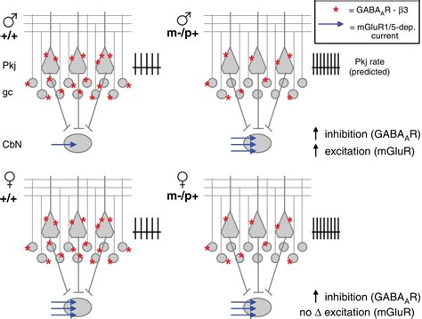 Sex Differences In Cerebellar Synaptic Transmission And Sex Specific