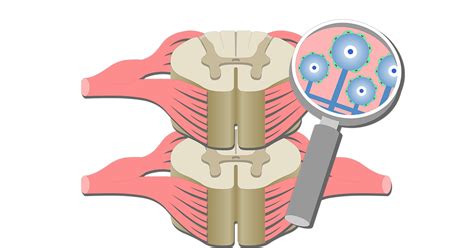 Satellite Cells Location Structure And Function Getbodysmart
