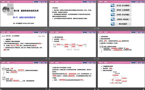 《减数分裂和受精作用》基因和染色体的关系ppt下载 第一ppt