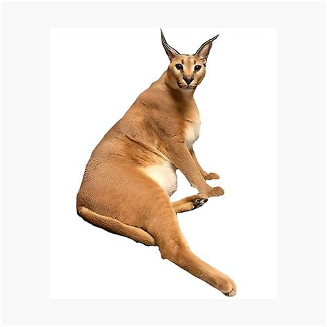 Big Floppa Caracal Meme Cat Fat Floppa Cursed Floppa Photographic Print For Sale By