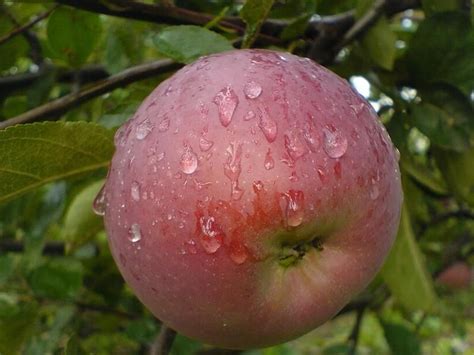 Спартак Сорт Яблок Описание Фото Отзывы – Telegraph