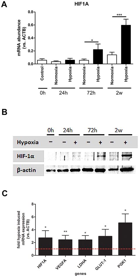 Hypoxia Induces Hif And Hif Target Gene Expression A Hif A Gene