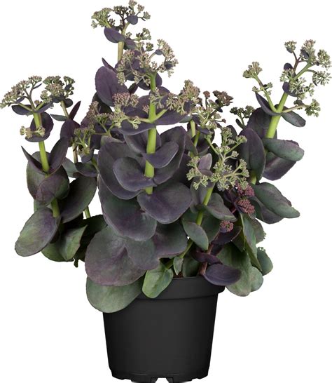 Grow By Obi Hohe Fettblatt Herbstfreude Ca 10 20 Cm Sedum