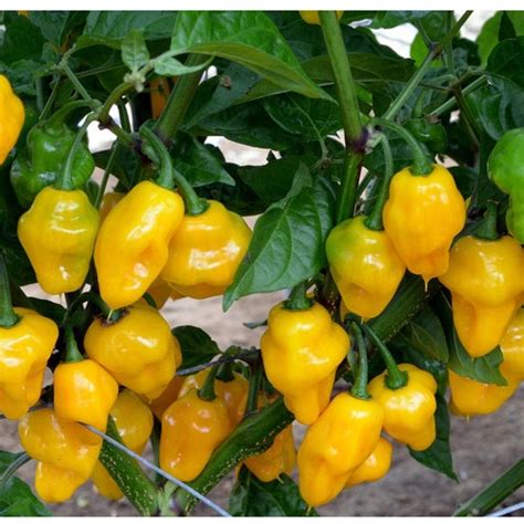 10 Trinidad Pimento Pepper Seeds Seasoning Pepper Seed Etsy