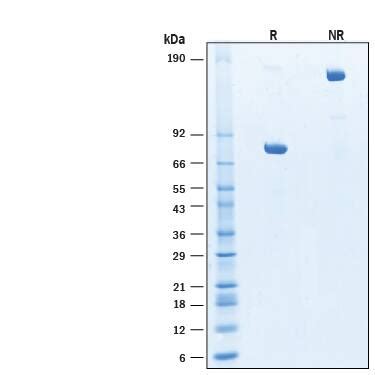 Recombinant Human CD5 Fc Chimera Protein CF 11389 CD 050 R D Systems