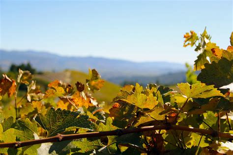 Napa Valleys Newton Vineyard Cool Hunting®