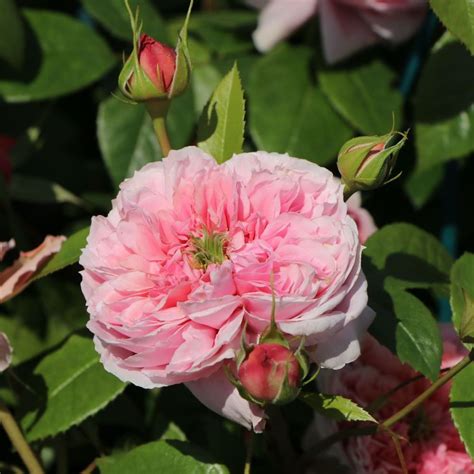 Schöne Maid® | Roses' Name