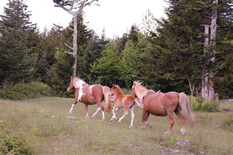 A Group of Wild Ponies at Grayson Highlands State Park, Mouth of Wilson ...