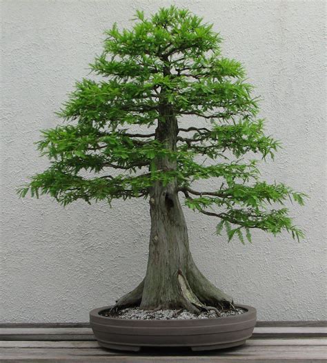 How To Take Care Of Your Bald Cypress Bonsai Tree