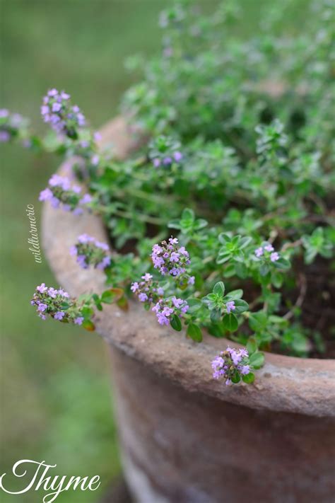 8 Top Benefits And Medicinal Uses Of Thyme Wildturmeric