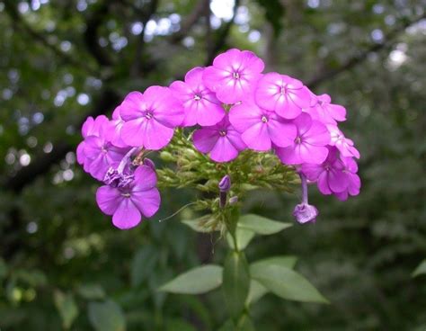 Common Purple Phlox Seeds - Renaissance Farms